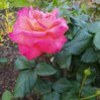Екатерина Фисенко