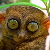 Катя