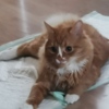 Марина