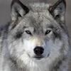 wolfiren2012