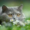 Полонская